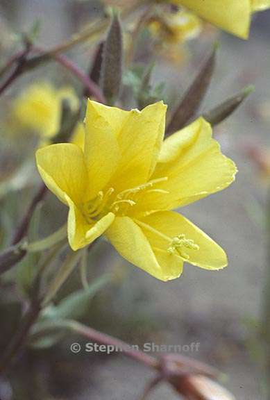 oenothera elata ssp hirsutissima 8 graphic